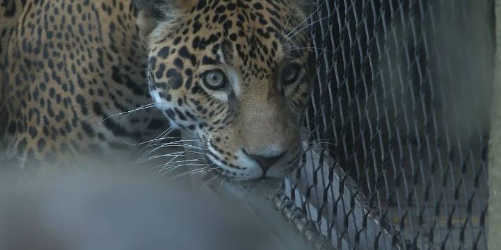 Birmingham Zoo welcomes new jaguar