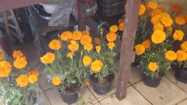 Mantiene cempasúchil su precio; listas florerías de Saltillo para el Día de Muertos