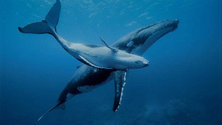 Republicans propose change to the Marine Mammal Protection Act