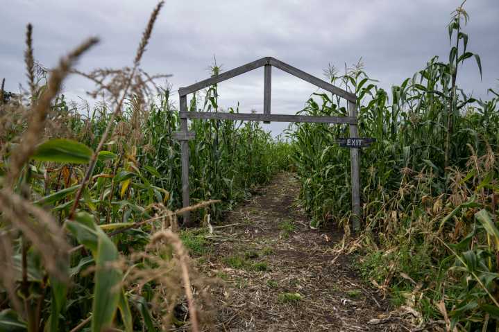How Is a Corn Maze Made? Plus, Where to Find Them in the Bay Area This October