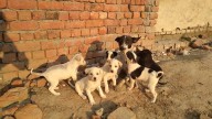 Stray Dogs Case: SC Directs Chief Secretaries Of States, UTs To Appear Before It On Nov 3