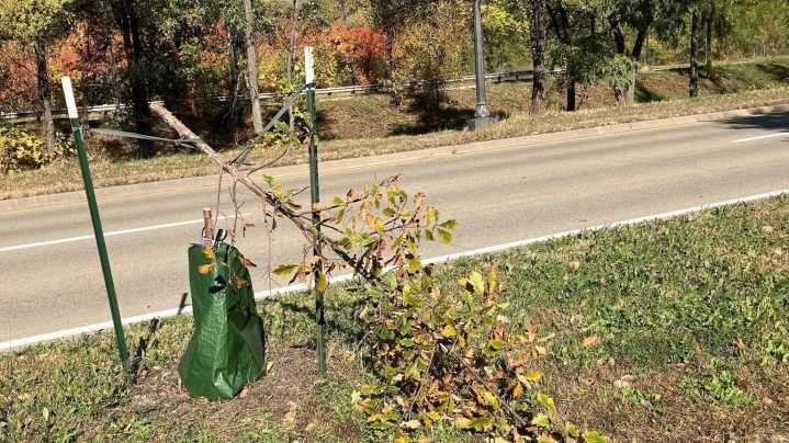 Dozens of recently planted trees in St. Paul are vandalized