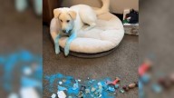Minnesota Dog Crashes Gender Reveal Party With Ink-Covered Paws And Becomes An Internet Sensation
