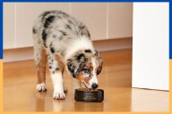 Best large-breed puppy food, recommended by veterinarians