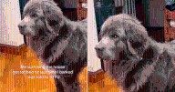 Newfoundland Dog Refuses to Bark During ‘Robbery,’ Teaching His Human Hilarious Lesson