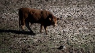 Confirmado en Girona el primer caso en España de dermatosis nodular contagiosa en vacas