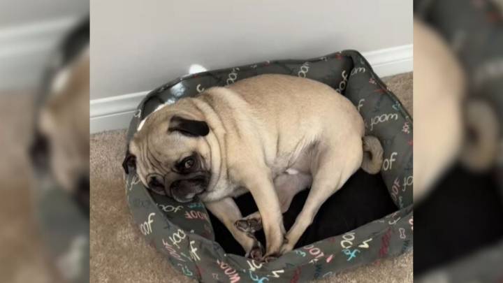 Nevada Family Uncovers The Surprising Ritual Their Dog Performs When They Leave