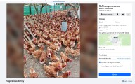 Venta ilegal de animales: También hay descontrol en redes sociales
