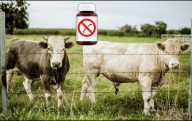 Este es el fármaco contra gusano barrenador autorizado por la FDA