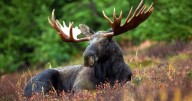 Three fined $12,500 for illegal Ontario moose hunt