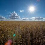 4 Republicans back Senate resolution to undo Trump’s tariffs around the globe