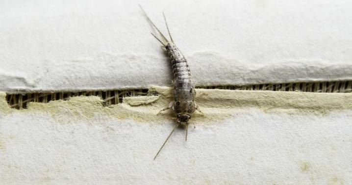 Insects invading UK homes during October could be sign of huge problem