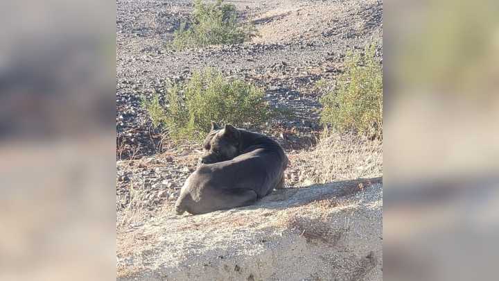Cane Corso Found Dehydrated And Weak In California Desert Begins A New Life Across State Lines