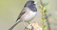 Feathered Friends: Capture October beauty