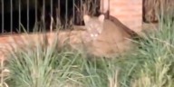Alerta en Trelew tras el avistamiento de un puma suelto en la ciudad: atacó a dos caballos