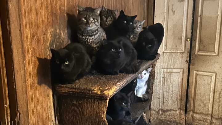 More than 30 cats found in 'hoarding situation' in Mount Arlington