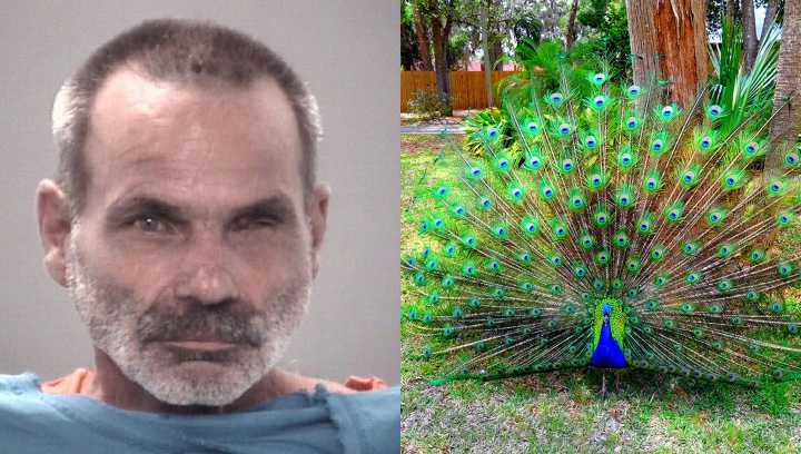 Florida man accused of killing and eating his peacocks