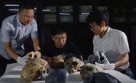 DESCUBRIMIENTO del SIGLO en China que reformula la teoría de la evolución humana: qué enco