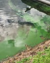 Middle Pond advisory lifted after tests show toxic algae bloom dissipated