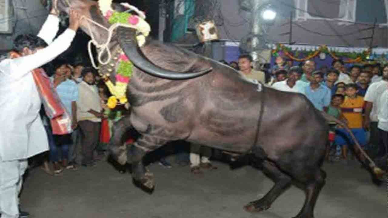 Four People Injured After Bull Went Out Of Control In Sadar Utsav At Madhura Nagar