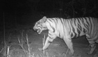 Tiger movement sparks panic among villagers in Asifabad
