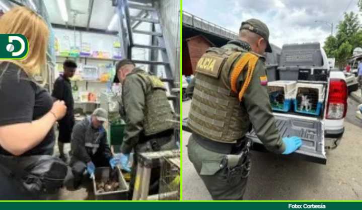 Más de 60 animales fueron rescatados en la Plaza Minorista de Medellín en un operativo contra el maltrato animal
