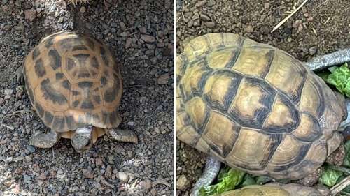2 critically endangered tortoises stolen from zoo 'safely recovered'