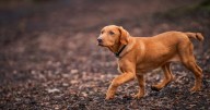 Vet's stark warning to dog owners over 'mystery illness' after autumn walks