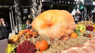 Halloween in Middle Tennessee brings festivals, fright, all the candy