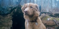 Ben Leonberg on 'Good Boy' and Indy the Dog's Set Life