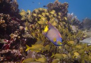 Cozumel lidera ambicioso proyecto de restauración arrecifal