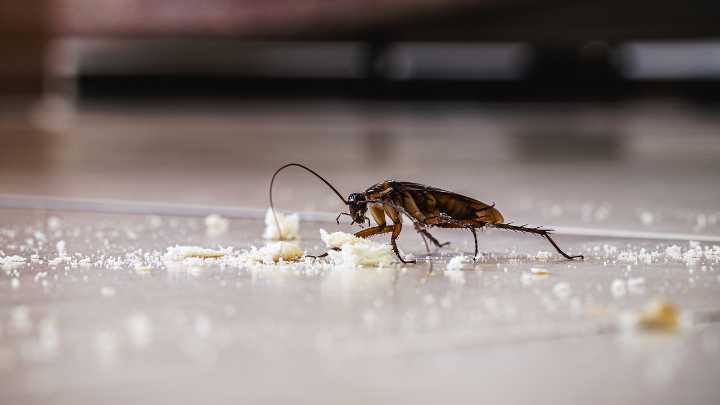 I just learned the best ways to keep roaches out of your kitchen