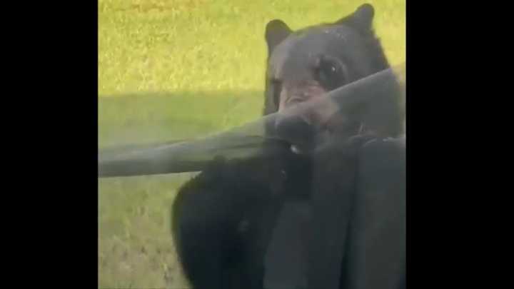 Bear caught on camera ripping window screen
