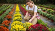 9 flowers to plant in autumn and winter - and why now is a 'key moment' for gardening