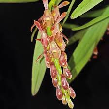 Descubierta nueva especie de orquídea en la Sierra Nevada de Santa Marta.