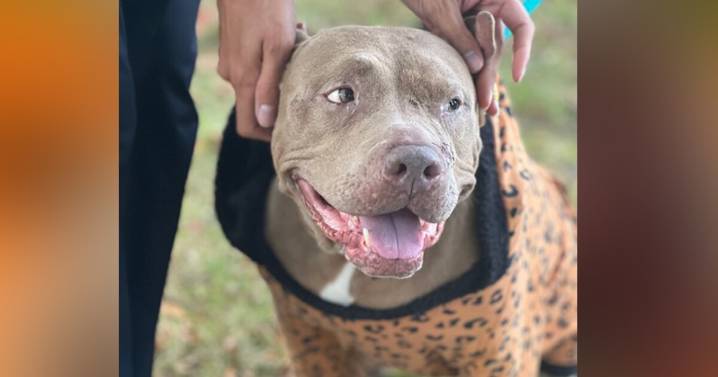 Pets on Set: Jazman