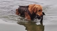 Dry conditions not helping SW Washington waterfowl hunters