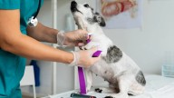 Bogotanos tiene plazo hasta el 29 de octubre para inscribir a sus mascotas en programa de esterilización gratuito