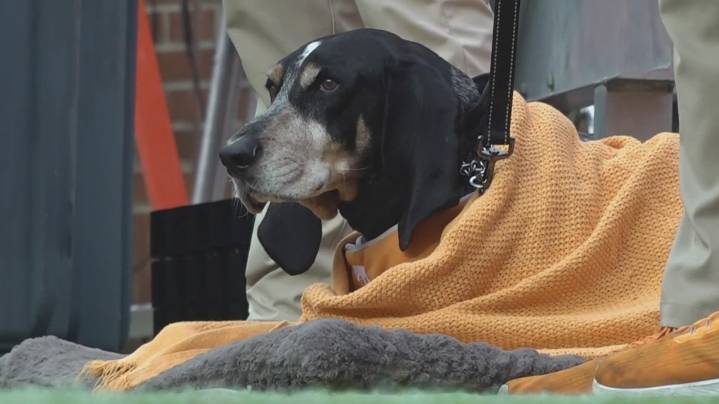 Beloved University of Tennessee mascot diagnosed with cancer