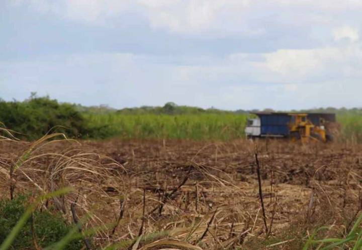 Caída del precio azucarero deja sin ganancias a cañeros de Quintana Roo