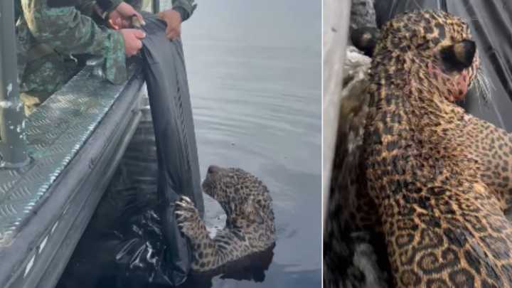 Jaguar herido que llevaba horas nadando fue rescatado del Río Negro por autoridades y especialistas en fauna silvestre de Brasil