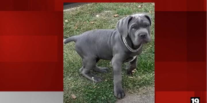 Juveniles steal Cane Corso puppy from Akron yard
