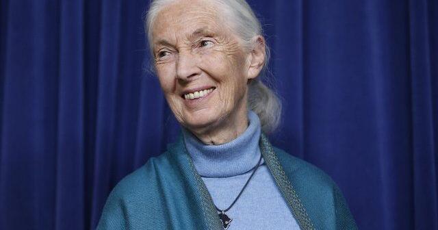 'No one of her stature': Conservationist Jane Goodall remembered in Canada