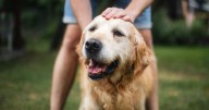 Five 'severe' illness symptoms owners need to know