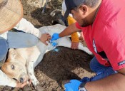 Se expande la plaga del gusano barrenador en Yucatán