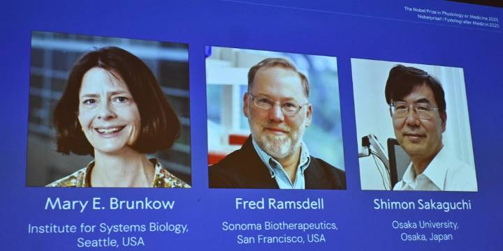 El premio Nobel de Medicina fue otorgado a Mary E. Brunkow, Fred Ramsdell y Shimon Sakaguchi