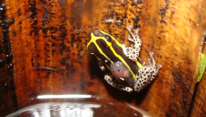 At Just 15mm, This New Species Of Jazzy Poison Dart Frog Is One Of Peru's Smallest Ever Found