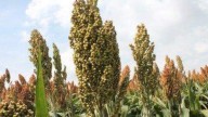 Productores de sorgo y maíz del Oriente, preocupados por exceso de lluvias