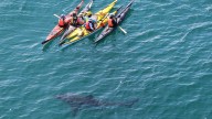 Great white shark circles kayakers off Hillarys, triggers beach evacuation and warning