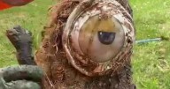 Kevin the Minion flushed down toilet blocks drain for neighborhood